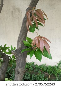 Characteristics of mango flowers Shape: Compound inflorescences in multi-branched panicles at the ends of branches. Color: Generally yellowish to reddish or greenish-yellow. Scent: Sweet scent to attr