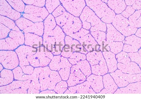 Characteristics Tissue of Optic nerve Human, Cornea from eye Human and Eyelid Human under the microscope in Lab.
