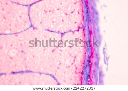 Characteristics Tissue of Optic nerve Human, Cornea from eye Human and Eyelid Human under the microscope in Lab.
