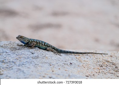 73 Western fence swift Images, Stock Photos & Vectors | Shutterstock