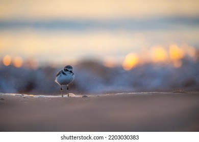 Charadrius Alexandrinus Charadriidae  Close Up Portrait