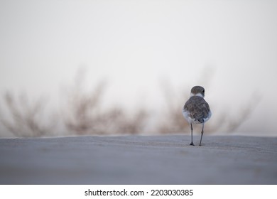 Charadrius Alexandrinus Charadriidae  Close Up Portrait