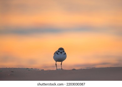 Charadrius Alexandrinus Charadriidae  Close Up Portrait