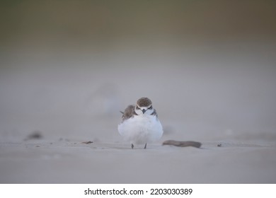 Charadrius Alexandrinus Charadriidae  Close Up Portrait