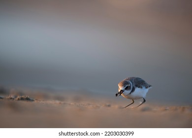 Charadrius Alexandrinus Charadriidae  Close Up Portrait