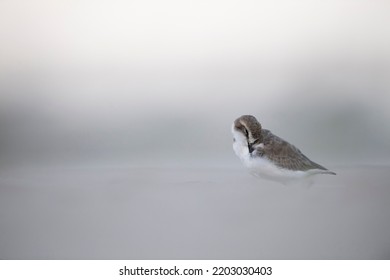 Charadrius Alexandrinus Charadriidae  Close Up Portrait