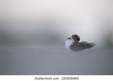 Charadrius Alexandrinus Charadriidae  Close Up Portrait