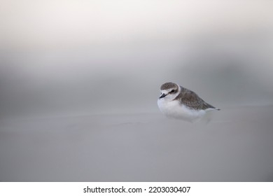 Charadrius Alexandrinus Charadriidae  Close Up Portrait