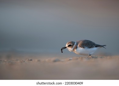 Charadrius Alexandrinus Charadriidae  Close Up Portrait