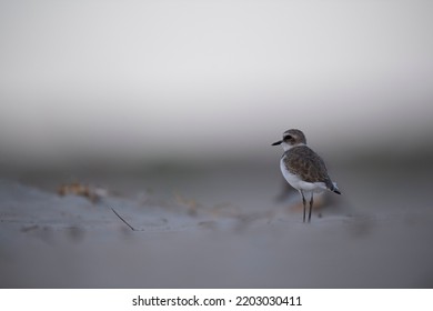 Charadrius Alexandrinus Charadriidae  Close Up Portrait