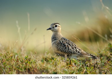 Charadrius morinellus