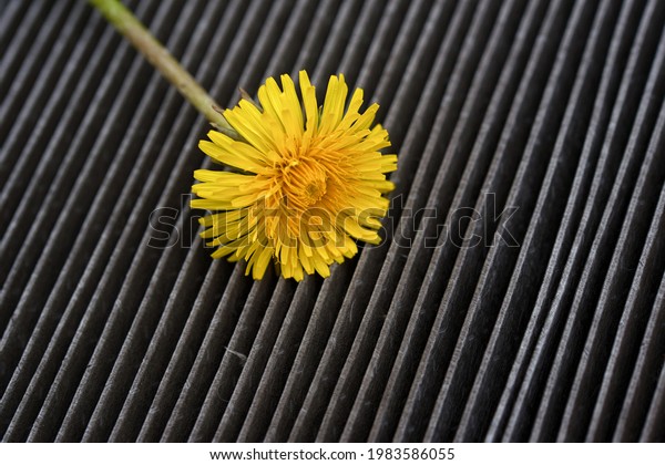 Charcoal air filter, pollen,\
dust, virus and smell protection. Dandelion on charcoal filter. Car\
ventilation system, purification and disinfection system\
concept