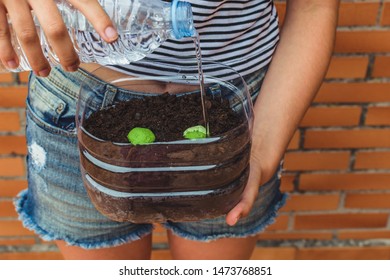 Charcoal Seedballs With A Seed Inside A Ball And  Some Nutritious Binders