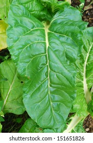 chard
