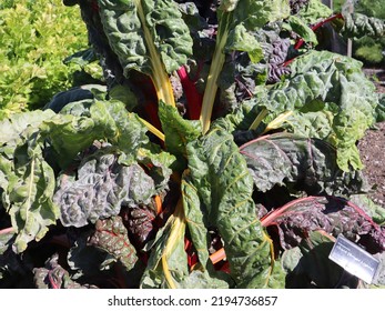 Chard Bright Lights Wilting In Summer Heat