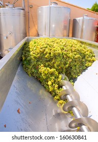 Chardonnay Corkscrew Crusher Destemmer In Winemaking With Grapes