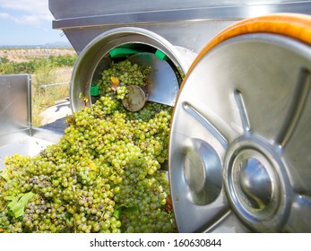 Chardonnay Corkscrew Crusher Destemmer In Winemaking With Grapes