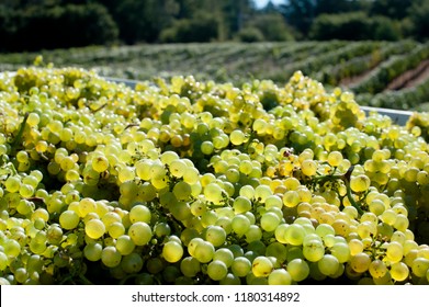 Chardonnay Grape Harvest