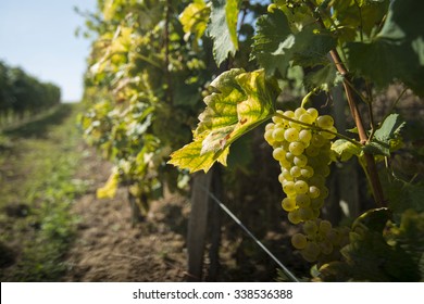 Chardonnay Grapes