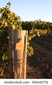 Chardonnay Grapes Growing In Afternoon Light In Margaret River, Western Australia