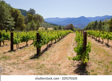 Chardonnay Grapes Are Grown At This Winery And Vineyard In Southern Oregon.