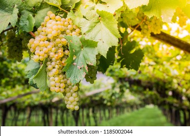 Chardonnay Grapes on Vine in Vineyard, South Tyrol, Italy. Chardonnay is a green-skinned grape variety used in the production of white wine.