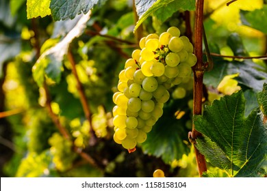 Chardonnay grapes variety,  for white wine production. Also called Aubaine, Beaunois, Gamay blanc, Melon blanc, Pinot Chardonnay 