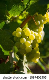 Chardonnay Is A Green-skinned Grape Variety Used In The Production Of White Wine.