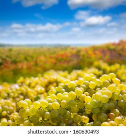 Chardonnay Harvesting With Wine Grapes Harvest In Mediterranean