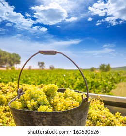 Chardonnay Harvesting With Wine Grapes Harvest In Mediterranean