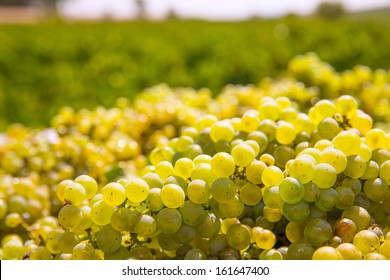 Chardonnay Harvesting With Wine Grapes Harvest In Mediterranean