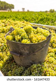 Chardonnay Harvesting With Wine Grapes Harvest In Mediterranean