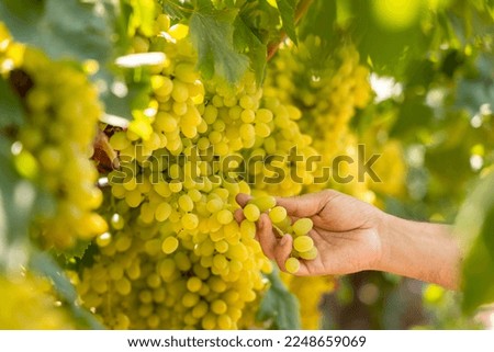chardonnay sultanas grapes in vineyard raw ready for harvest in Mediterranean