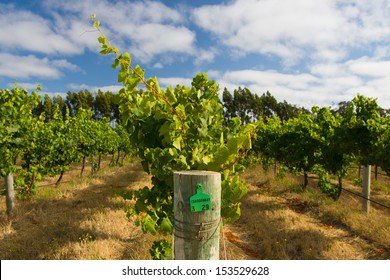 Chardonnay Vines Almost Ready For Harvest In Margaret River, Western Australia.