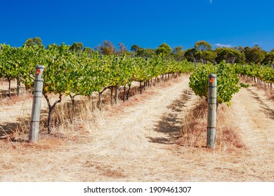 Chardonnay Vines Almost Ready For Harvest In Margaret River, Western Australia.