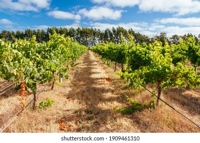 Chardonnay Vines Almost Ready For Harvest In Margaret River, Western Australia.