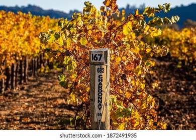 Chardonnay Vineyard in Fall Colors