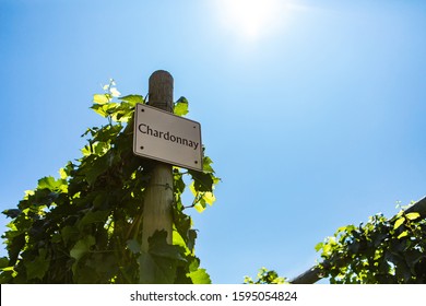 Chardonnay Wine Grape Variety Sign On Wooden Pole Against Blue Sky During Sunny Day, Vineyard Varieties Signs, Okanagan Valley British Columbia Canada