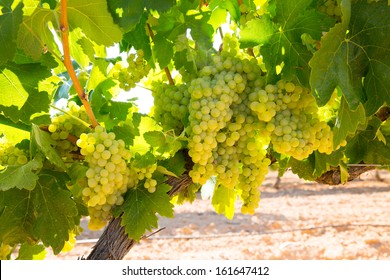 Chardonnay Wine Grapes In Vineyard Raw Ready For Harvest In Mediterranean