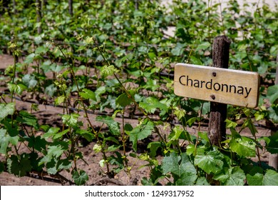 CHARDONNAY Wine sign on vineyard. Vineyard landcape.
