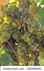 Chardonnnay Grapes At Autumn Harvest.  Destination The Seneca Lake Wine Trail In New York