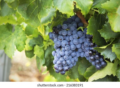 Chateauneuf Du Pape High Res Stock Images Shutterstock