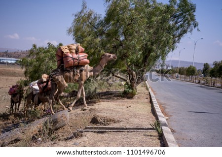 charge of camel in Danakil