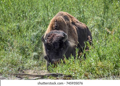 Charging Bison