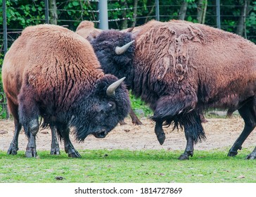 Charging Bison At Another One