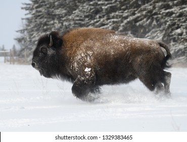 Charging Bison In The Snow