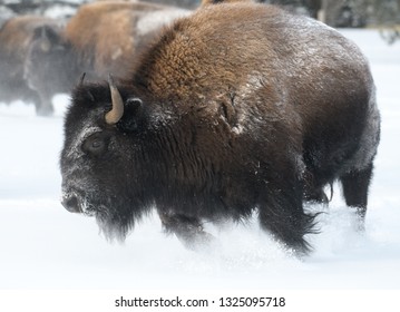 Charging Bison In The Winter