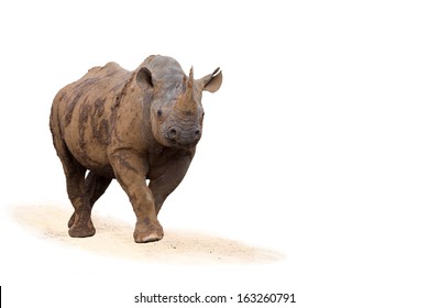 Charging Black Rhino isolated on white background