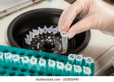 Charging A Centrifuge With Samples. Gloved Hand Holds An Eppendorf Test-tube With A Sampled Muscular Tissue. A Part Of DNA Extraction Procedure