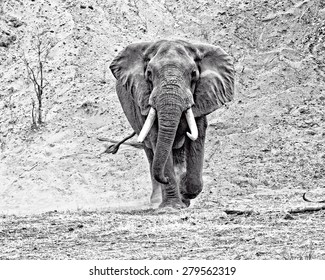 Charging elephant running at the camera.  Shot in the wild in Kruger Park, South Africa.  This huge beast was angered by another make coming near his females.